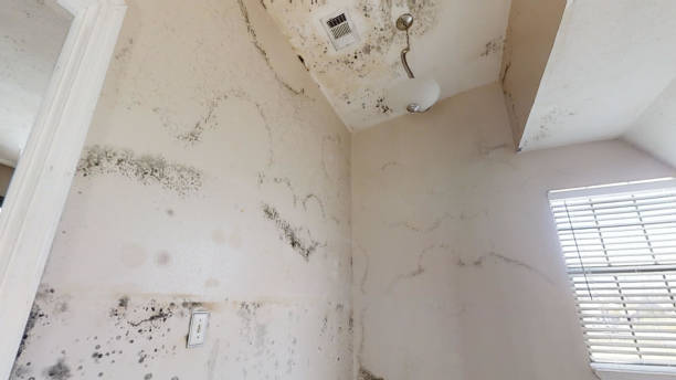 Best Forensic Mold Investigation  in Granville South, OH