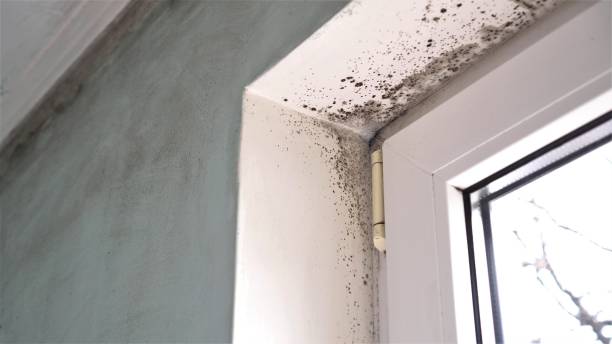 Best Mold Odor Removal Services  in Granville South, OH