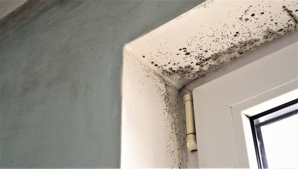 Best Attic Mold Removal  in Granville South, OH