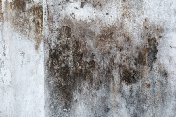Mold Odor Removal Services in Granville South, OH