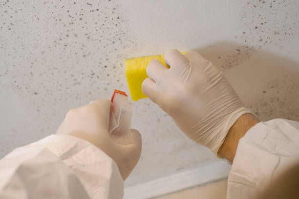 Best HVAC Mold Inspection and Cleaning  in Granville South, OH