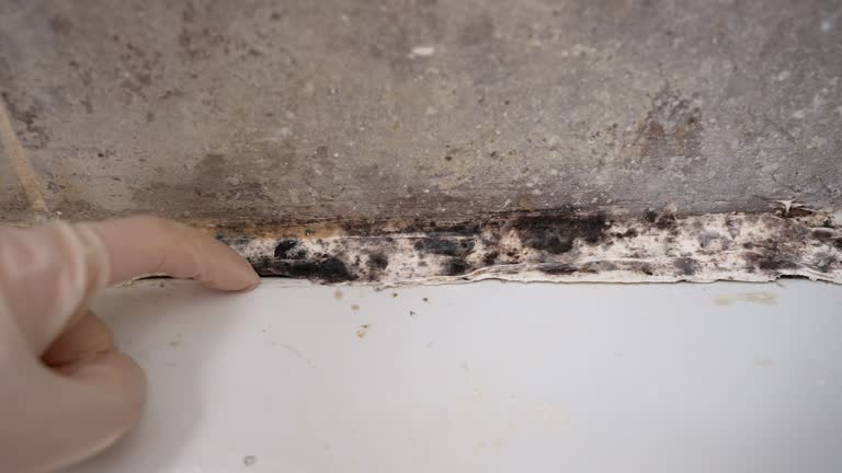 Best Mold Prevention Services  in Granville South, OH