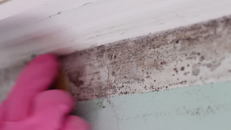 Best Mold Prevention Services  in Granville South, OH